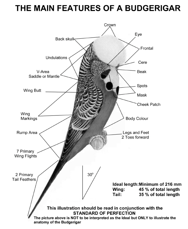 WBO Main Features of a Budgerigar 2009.jpg (1582331 bytes)