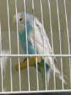 Photo1-Best Any Age bird 2005.jpg (4787 bytes)